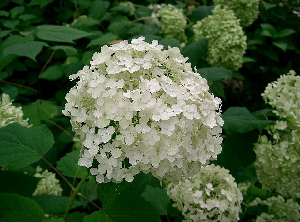 Hydrangea arborescens 'Annabelle' (Annabelle Hydrangea)