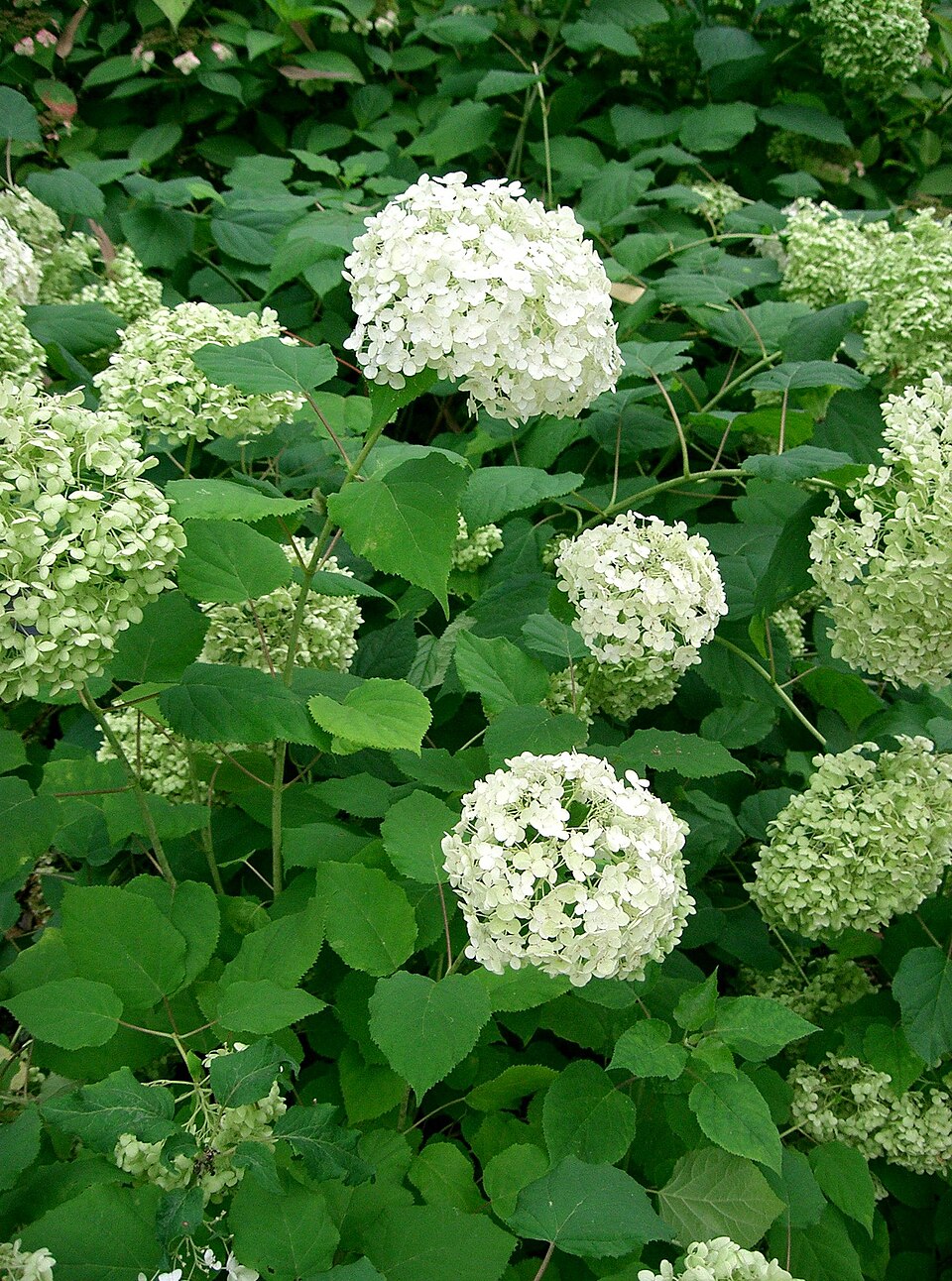 Hydrangea arborescens 'Annabelle' (Annabelle Hydrangea) (alternate view 2)