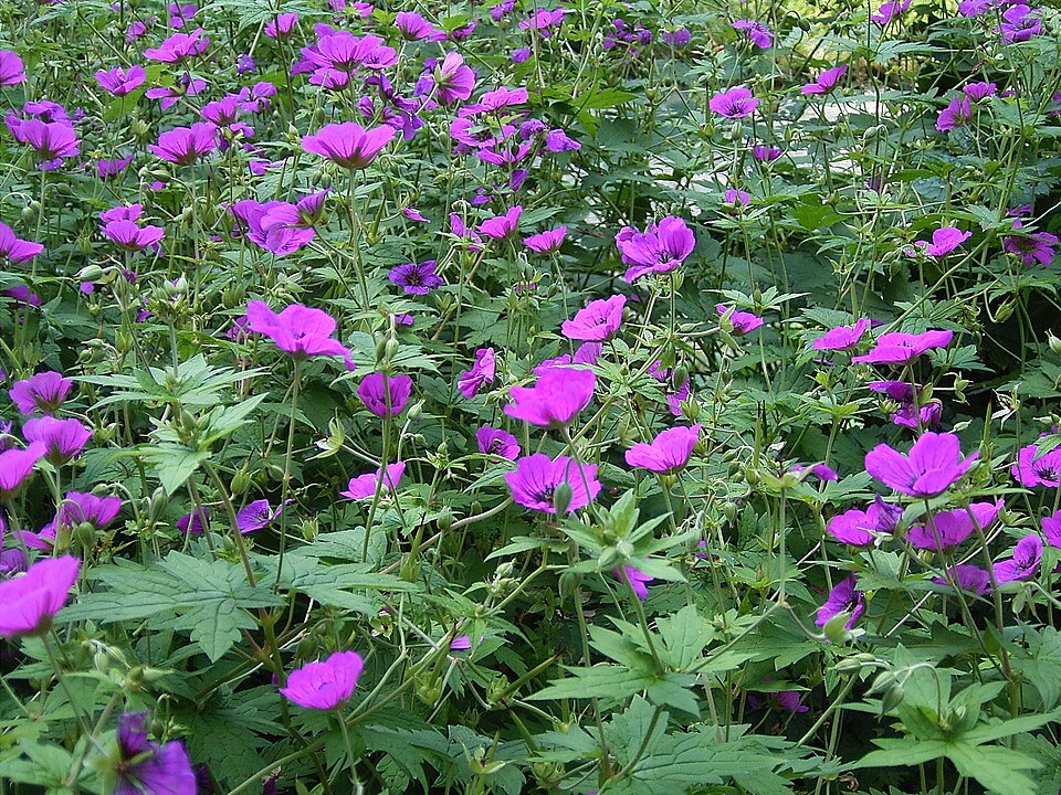 Geranium psilostemon (magenta cranesbill) (alternate view 11)