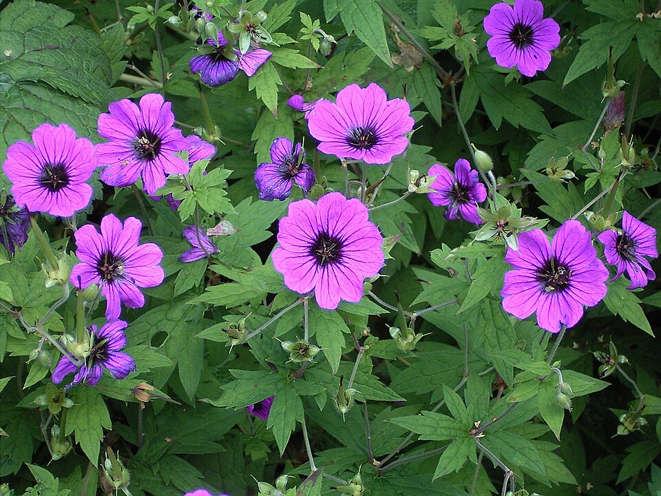 Geranium psilostemon (magenta cranesbill) (alternate view 12)
