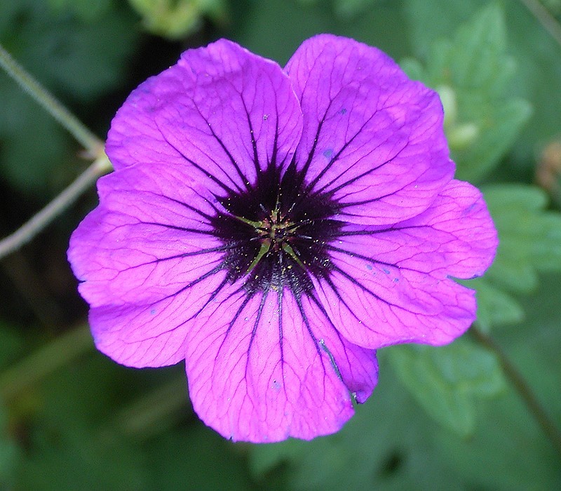 Geranium psilostemon (magenta cranesbill) (alternate view 13)