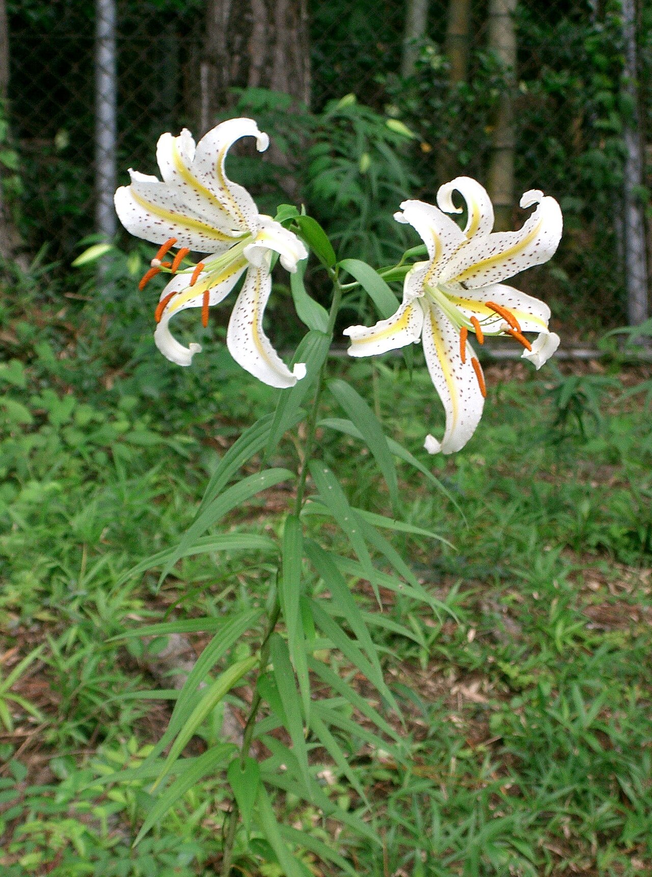 Lilium auratum, Golden-rayed lily — upright deciduous (Liliaceae) (image 1 of 10)