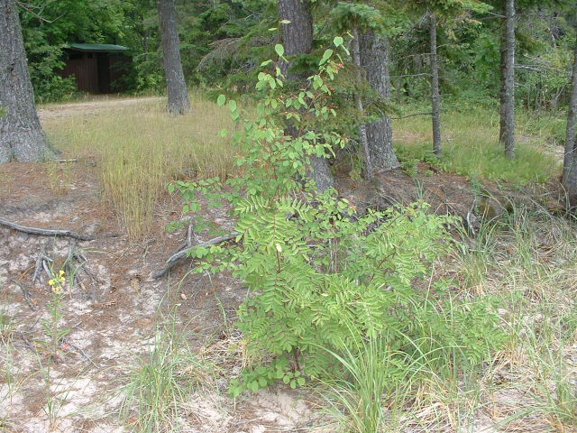 Sorbus americana (American mountain ash) (alternate view 6)