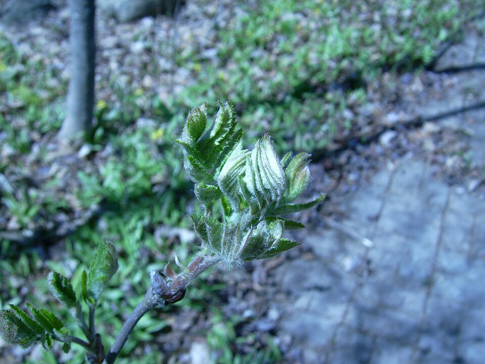Sorbus americana (American mountain ash) (alternate view 7)