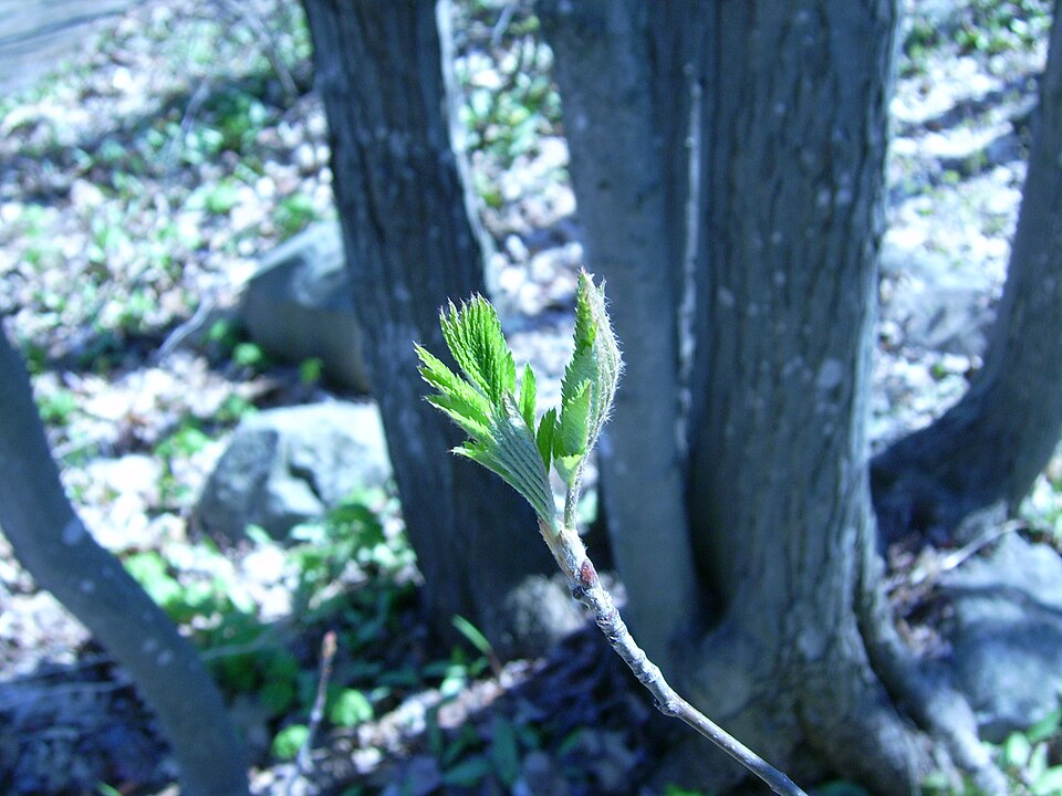Sorbus americana (American mountain ash) (alternate view 8)