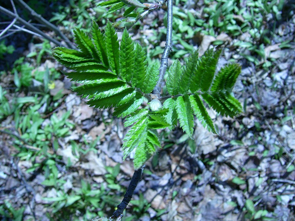 Sorbus americana (American mountain ash) (alternate view 9)