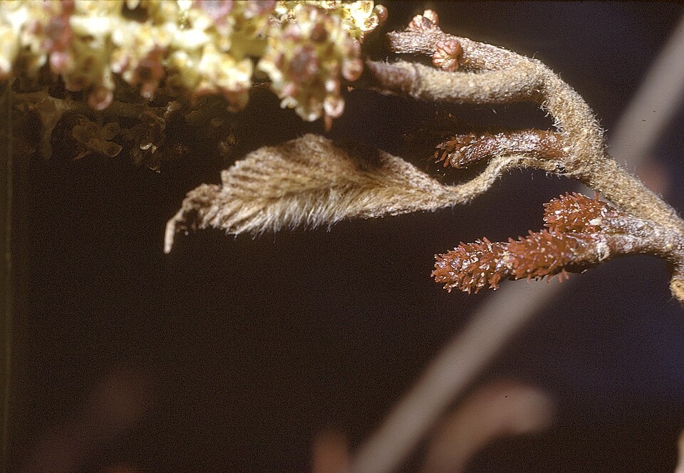 Alnus incana (Mountain Alder) (alternate view 10)