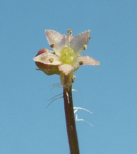 Hydrocotyle vulgaris (Marsh Pennywort)