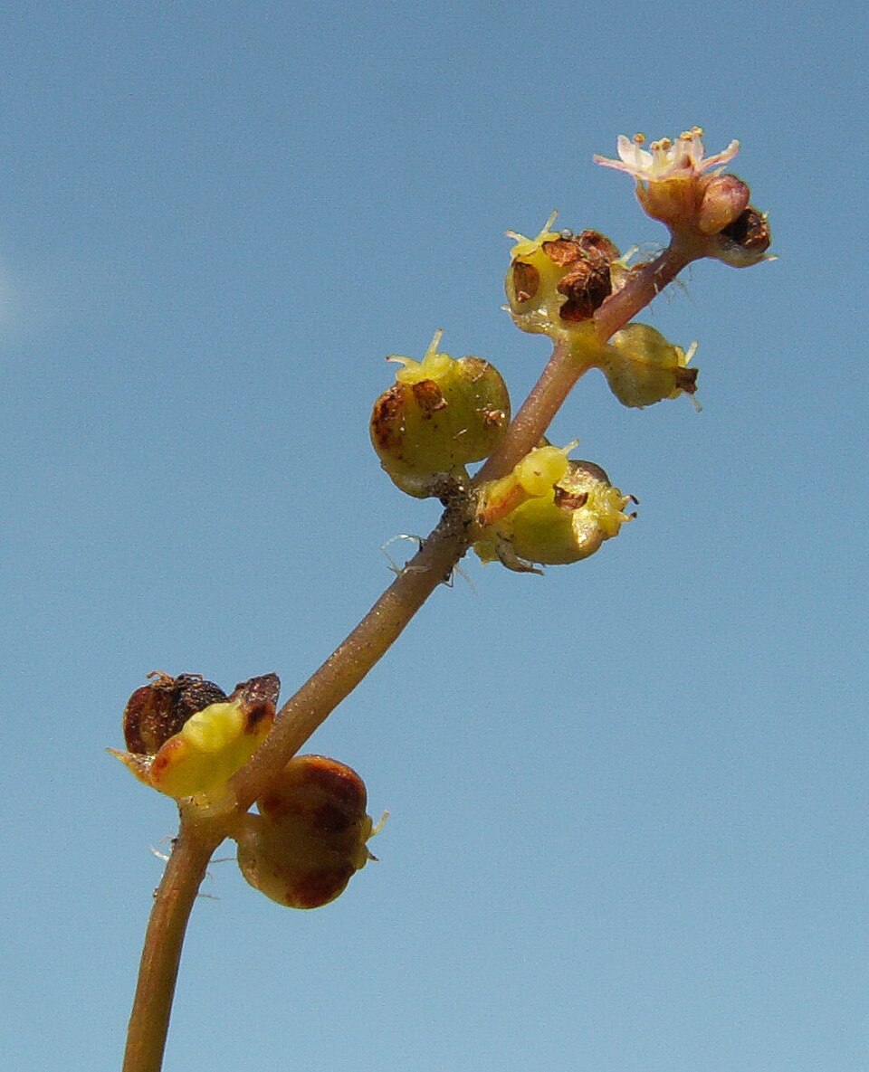 Hydrocotyle vulgaris (Marsh Pennywort)