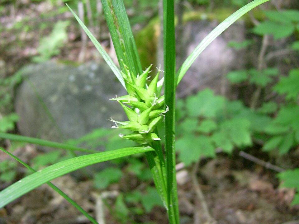 Carex intumescens (bladder sedge) (alternate view 8)