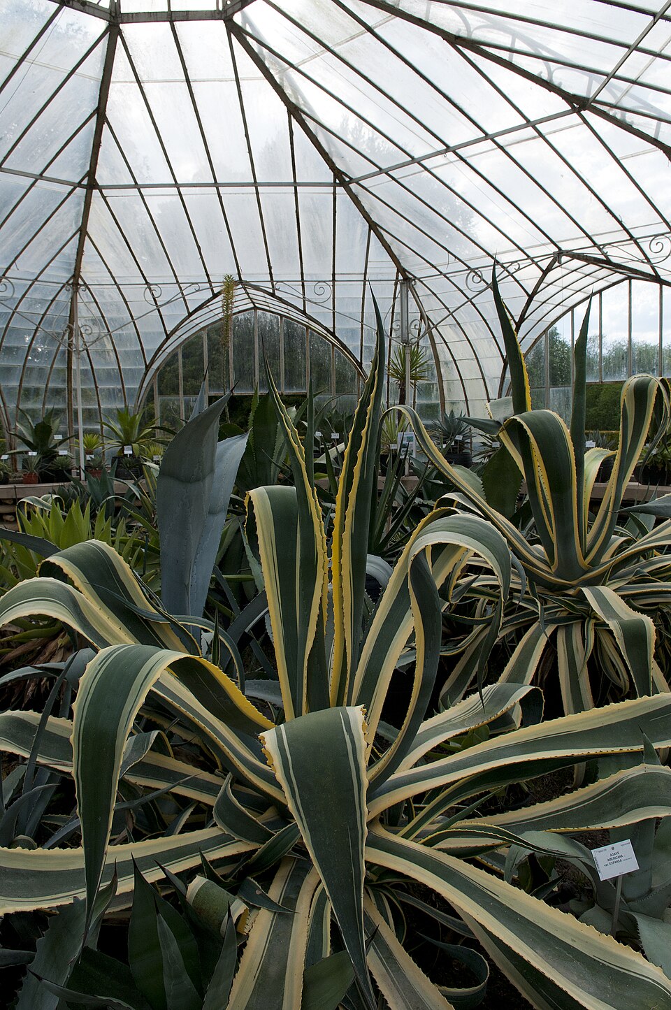 Agave americana 'Variegata' (Variegated Century Plant) (alternate view 4)