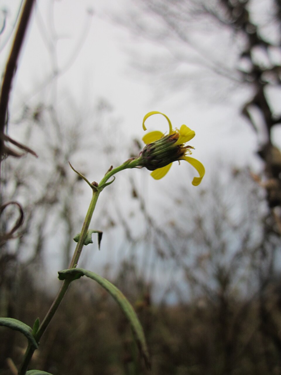 Sonchus asper (prickly sow thistle) (alternate view 9)