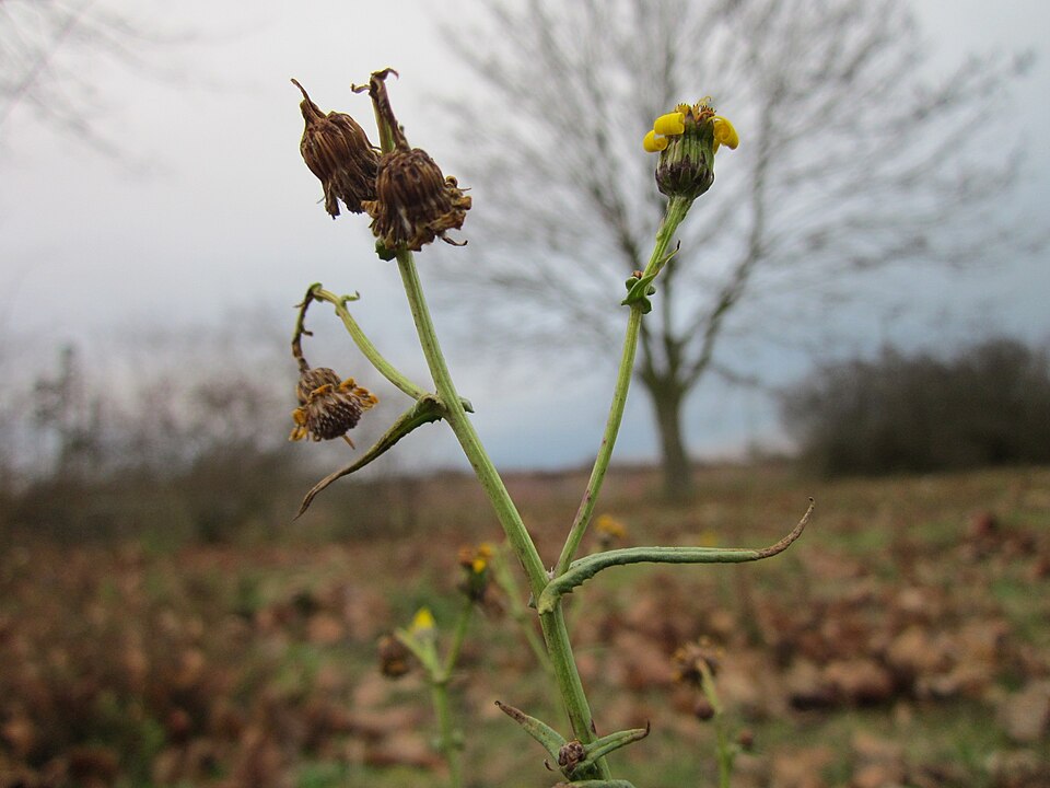 Sonchus asper (prickly sow thistle) (alternate view 10)