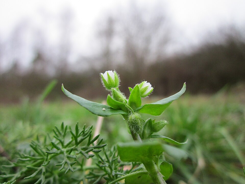 Stellaria media (chickweed) (alternate view 7)