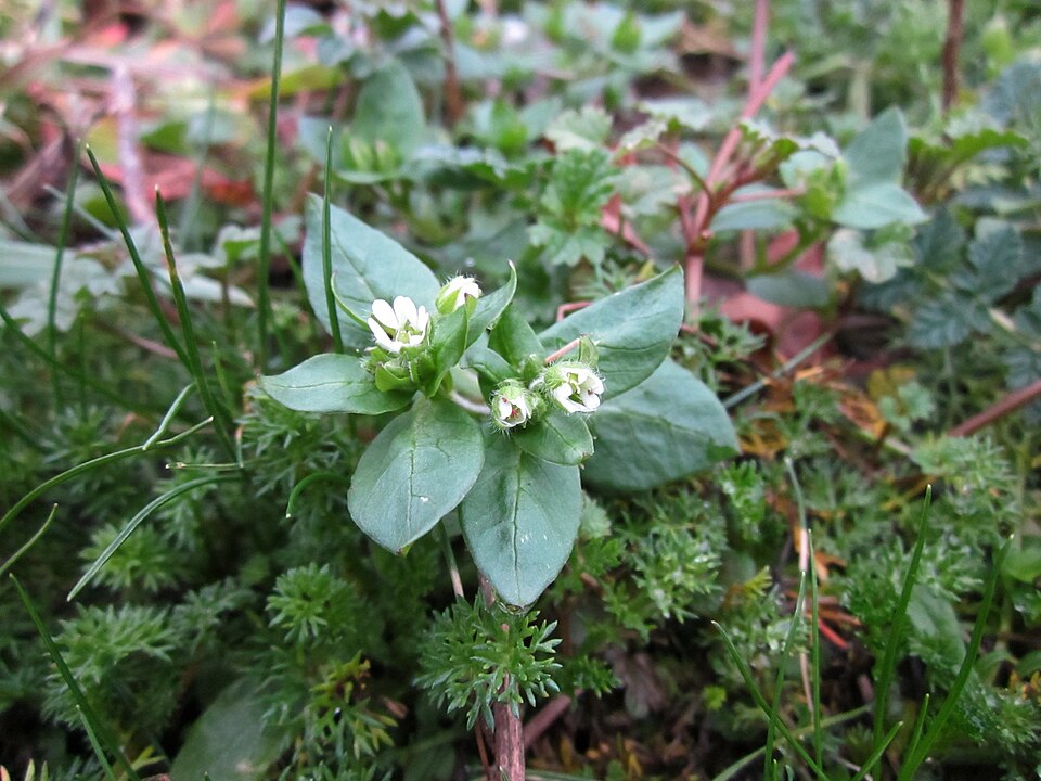 Stellaria media (chickweed) (alternate view 8)