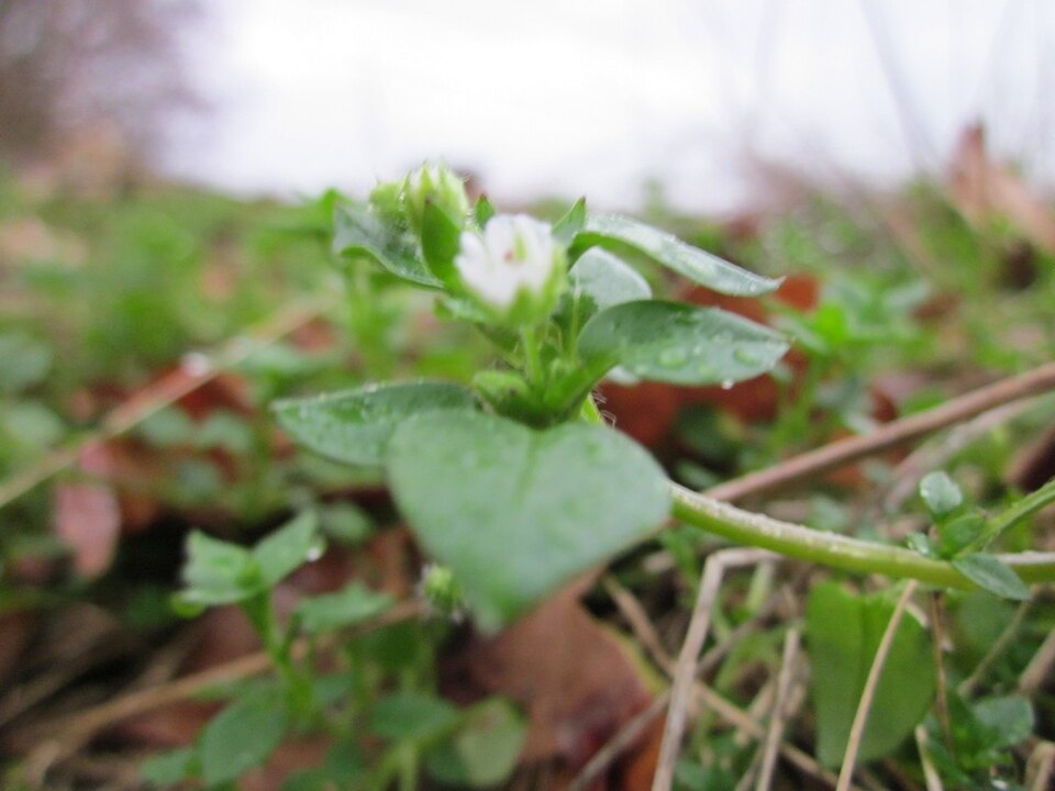 Stellaria media (chickweed) (alternate view 9)