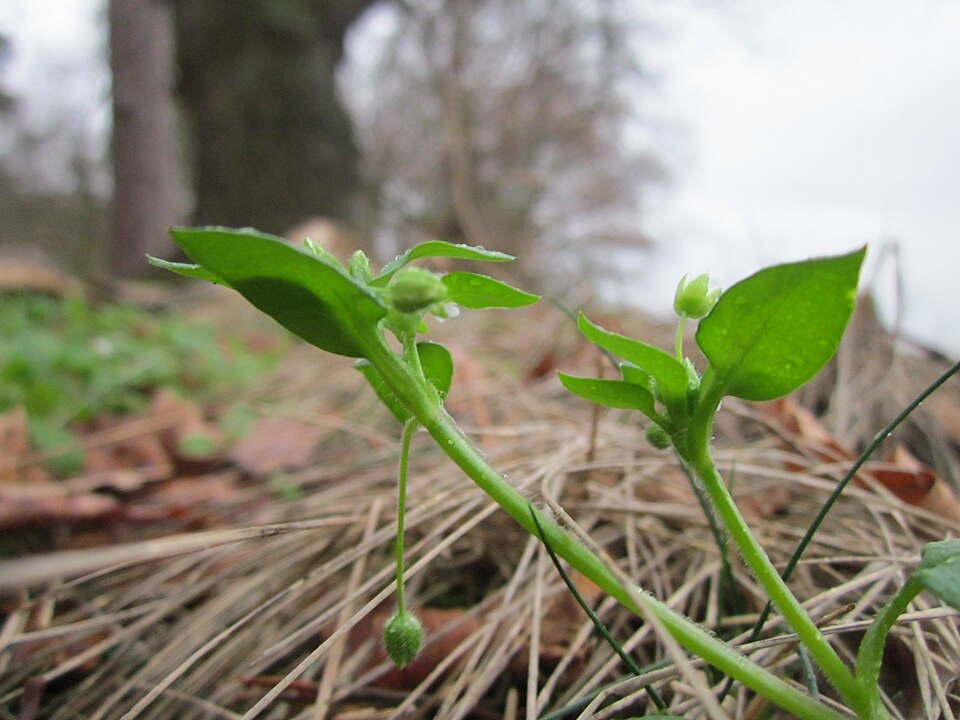 Stellaria media (chickweed) (alternate view 10)