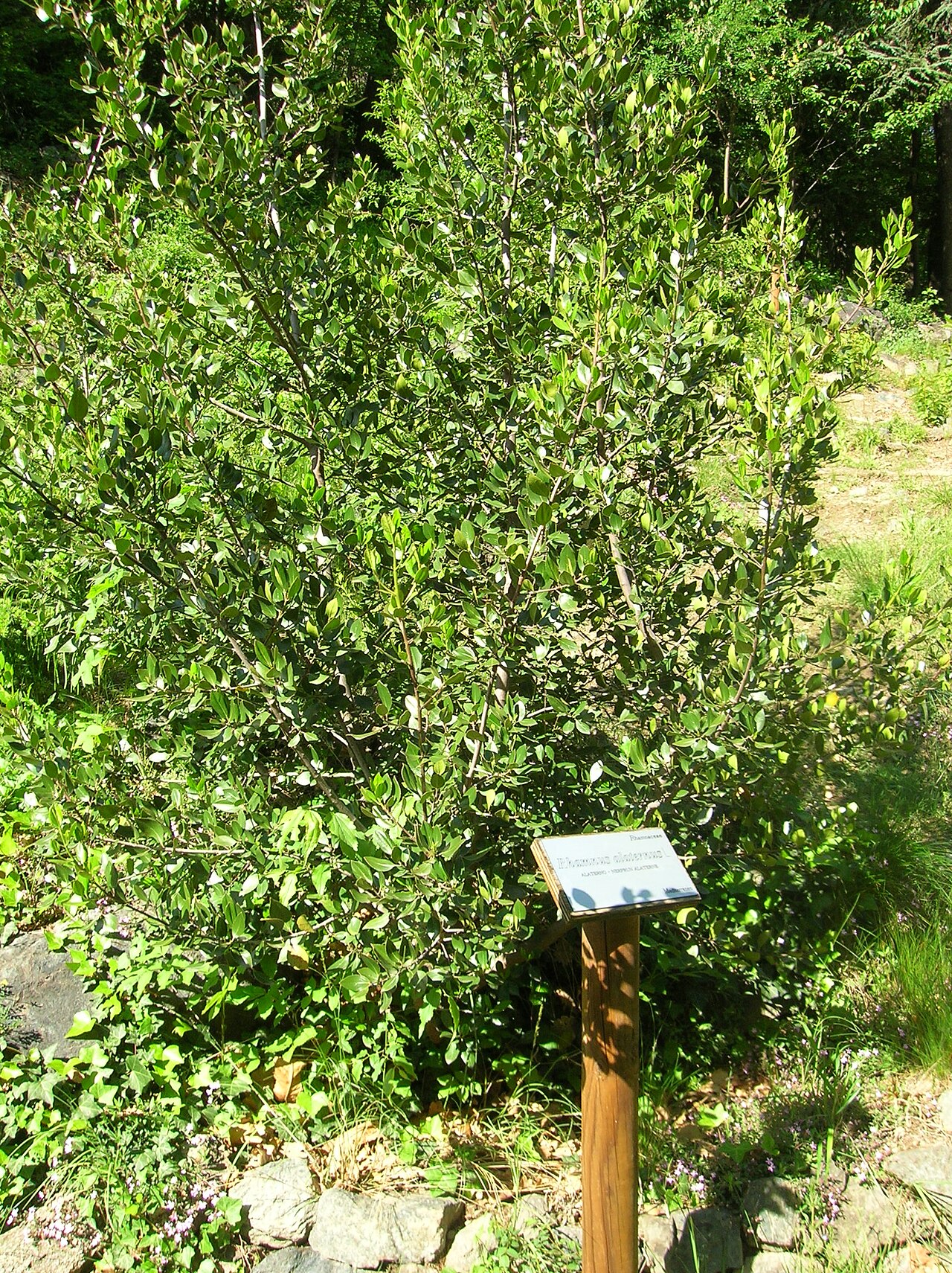 Rhamnus alaternus, Italian buckthorn — upright evergreen (Rhamnaceae) (image 6 of 8)