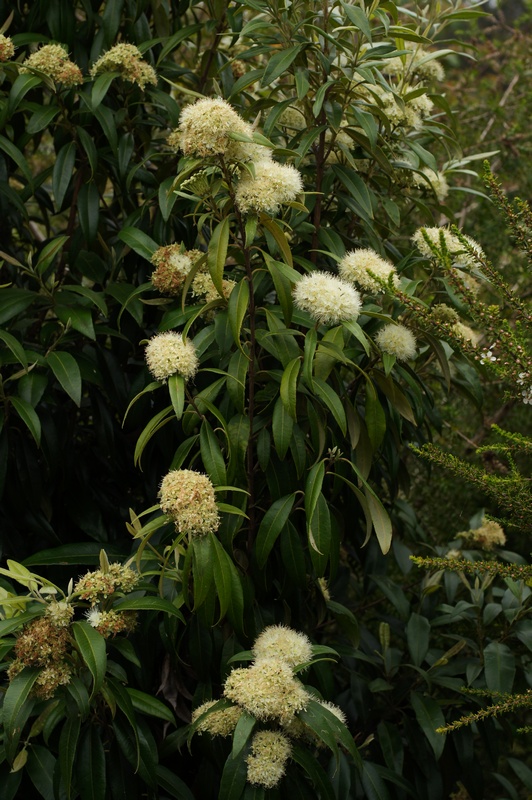 Backhousia citriodora, Lemon myrtle — upright evergreen (Myrtaceae) (image 4 of 8)