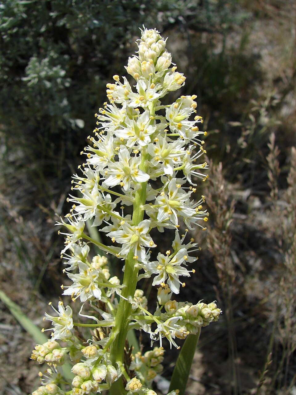 Anticlea elegans (Mountain Deathcamas) (alternate view 7)