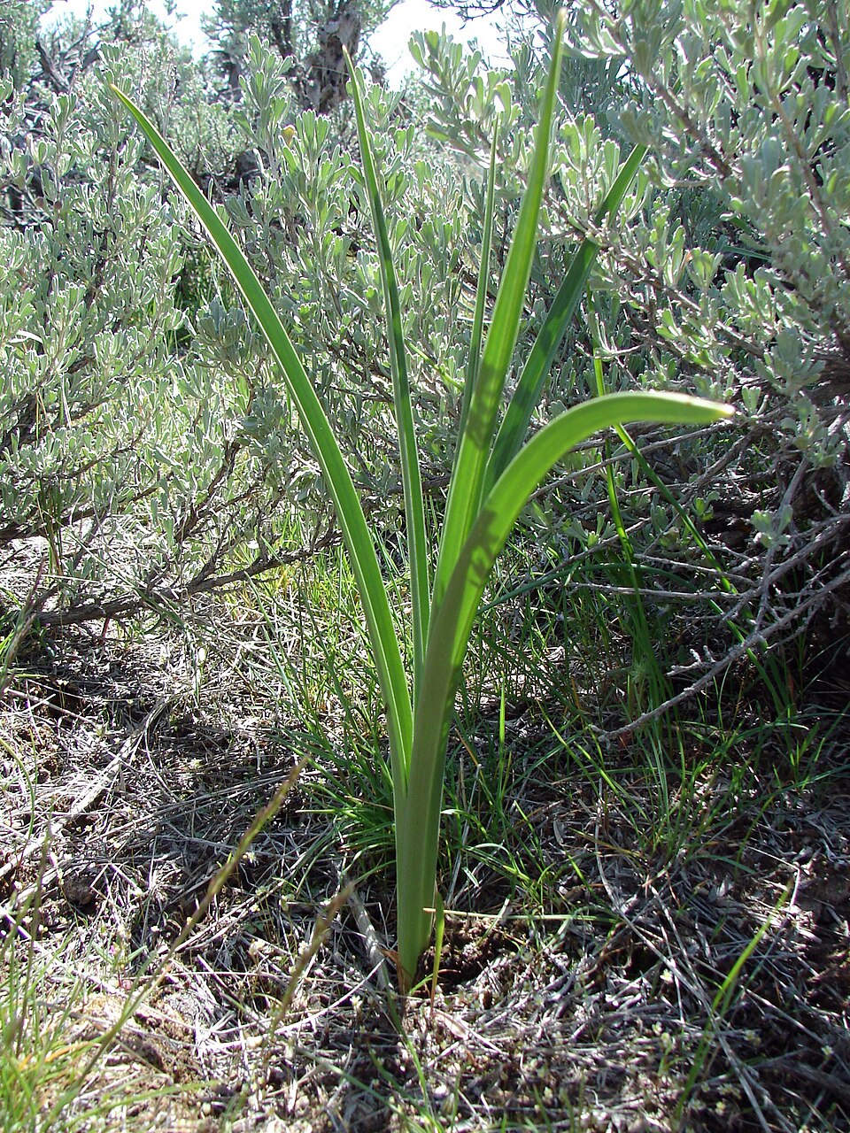 Anticlea elegans (Mountain Deathcamas) (alternate view 8)