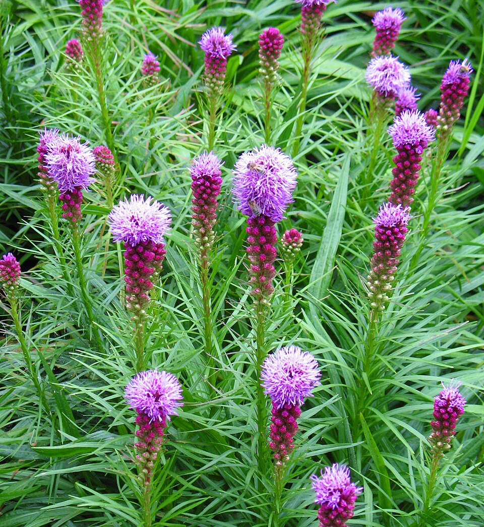Liatris spicata (prairie star) (alternate view 7)