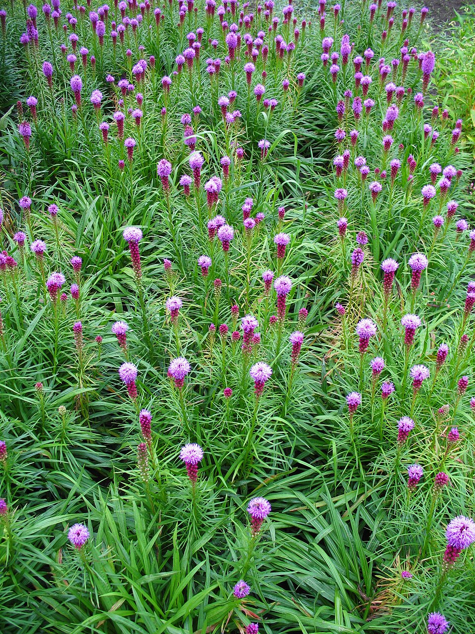 Liatris spicata (prairie star) (alternate view 8)