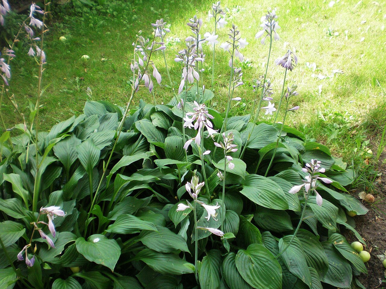 Hosta plantaginea, Fragrant plantain lily — mounding deciduous (Asparagaceae) (image 5 of 10)