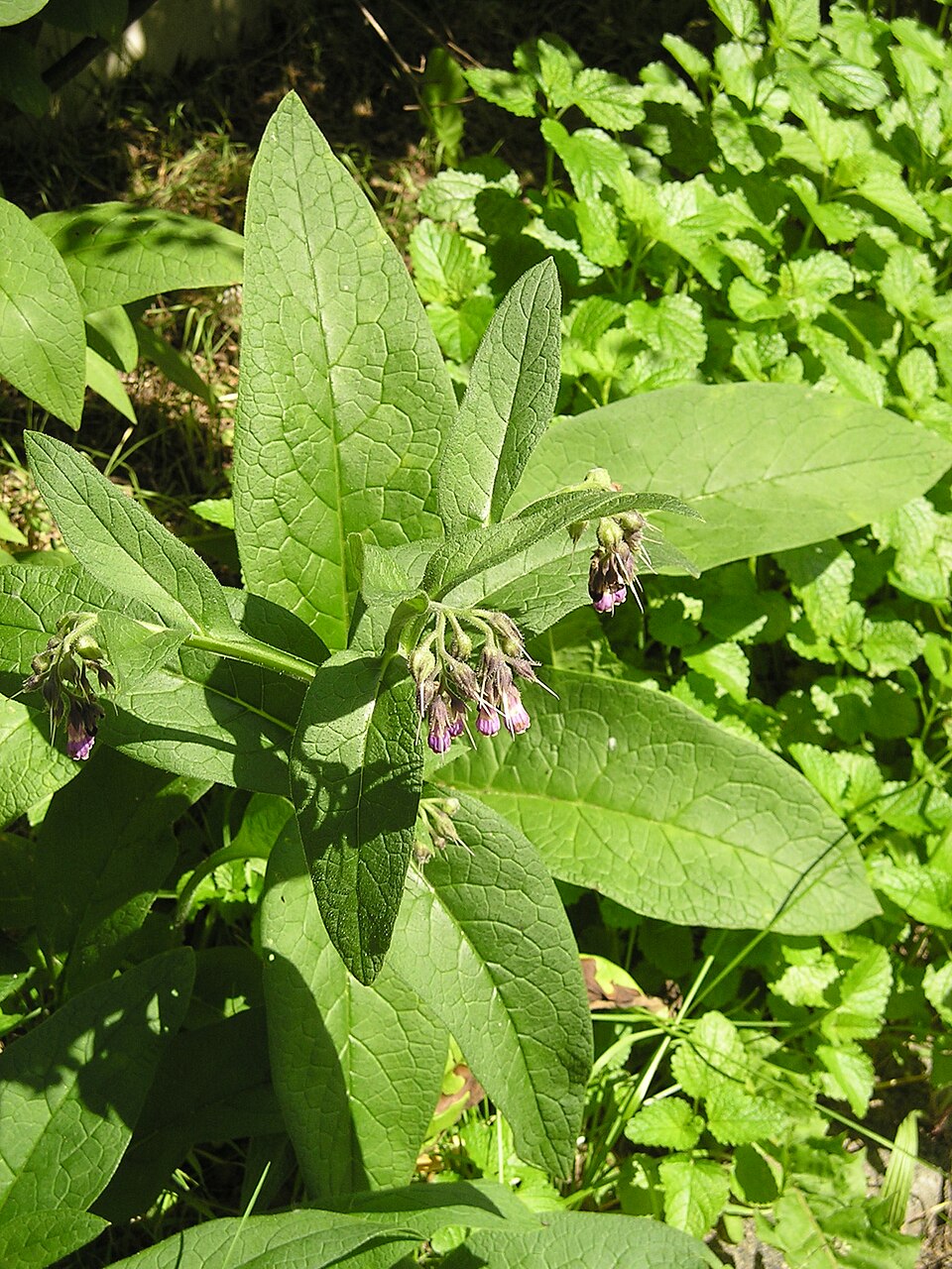 Symphytum officinale (common comfrey)