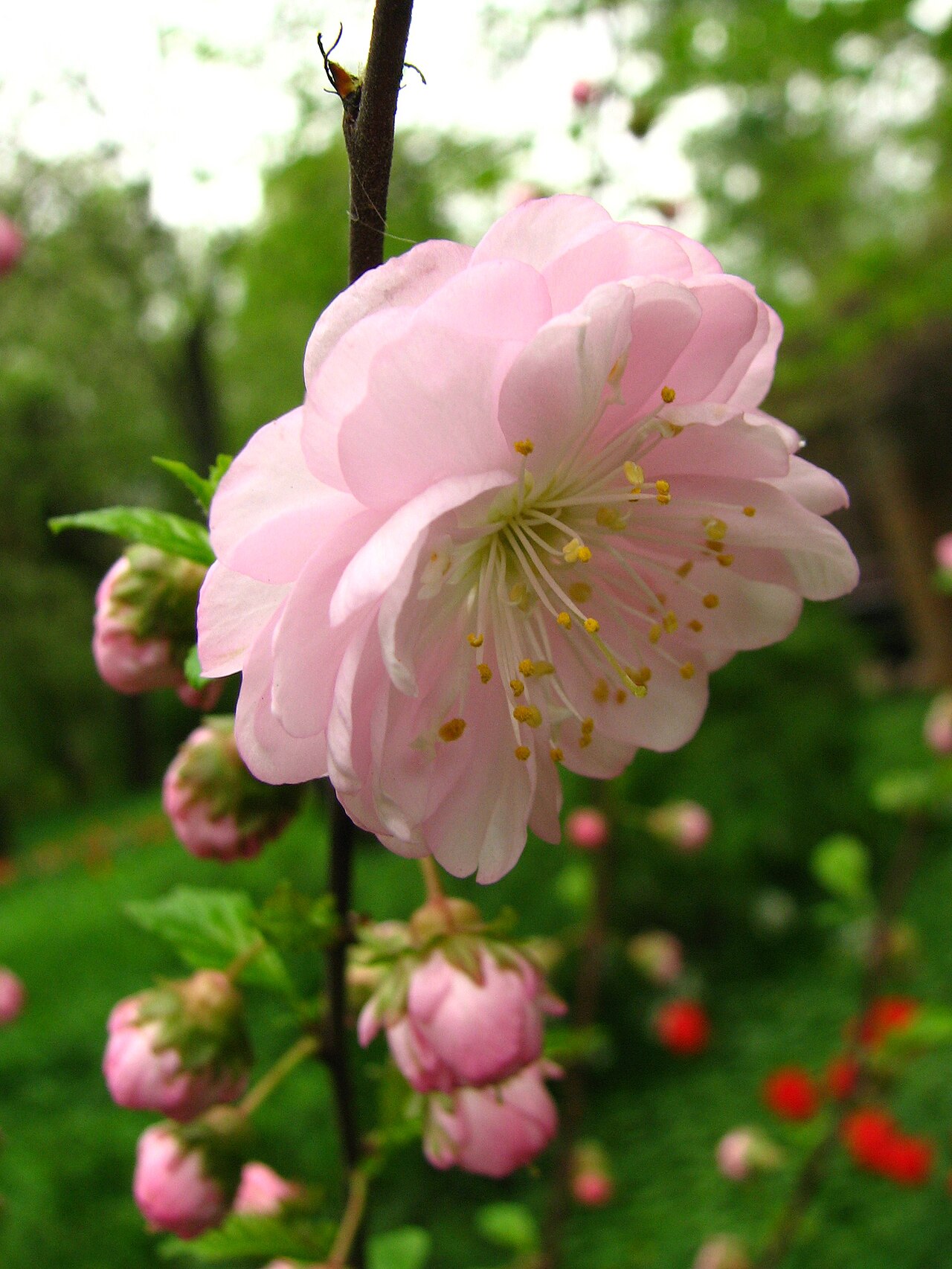 Prunus triloba, Flowering almond — upright deciduous (Rosaceae) (image 5 of 10)