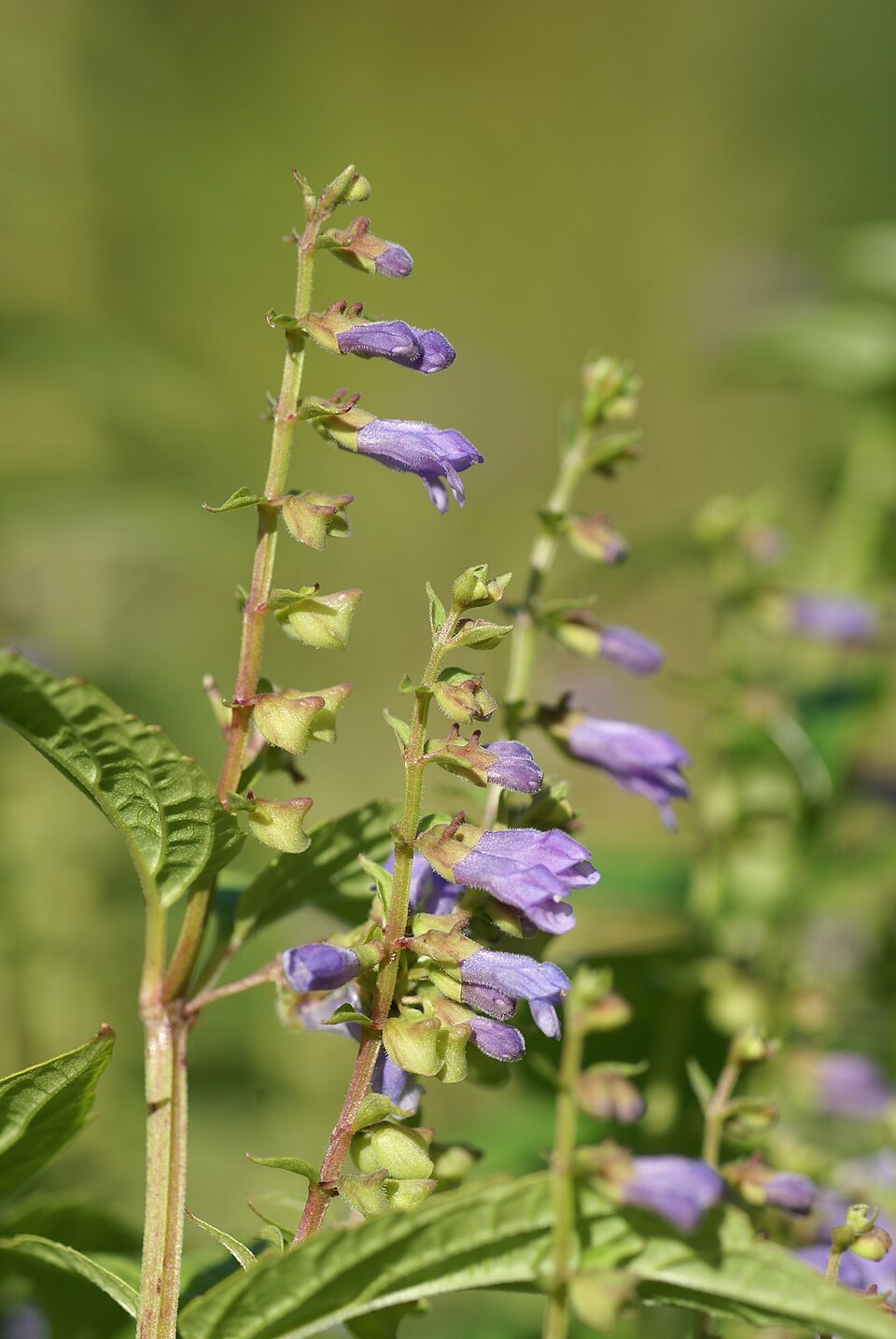 Scutellaria lateriflora (side-flowering skullcap) (alternate view 6)