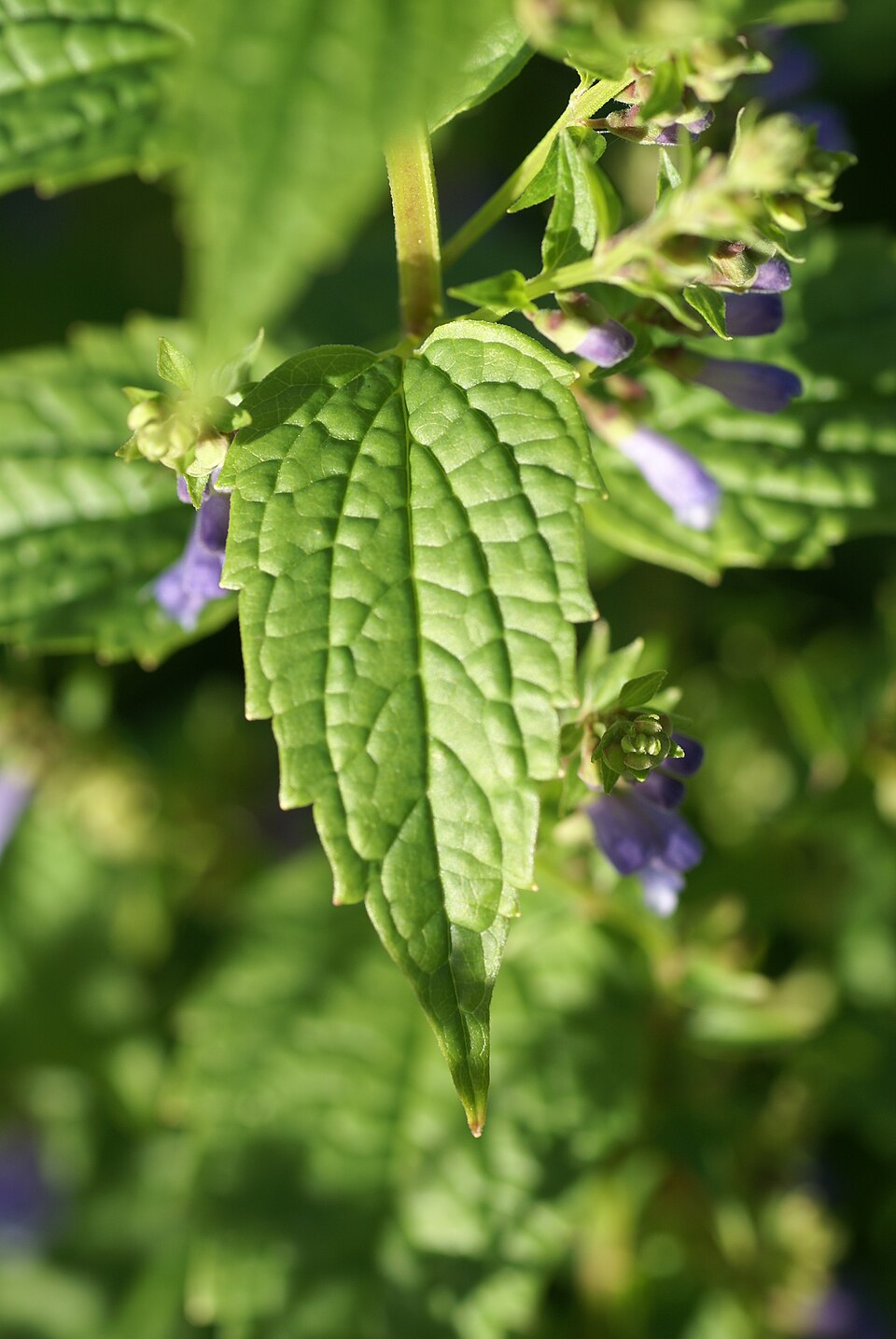 Scutellaria lateriflora (side-flowering skullcap) (alternate view 7)
