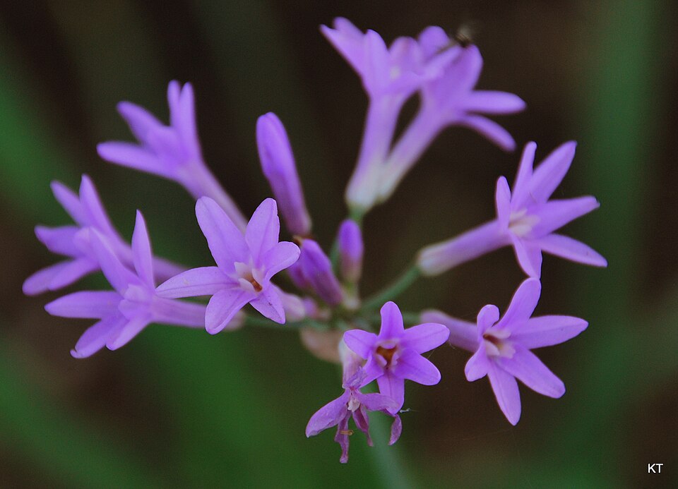 Tulbaghia (Wild Garlics)