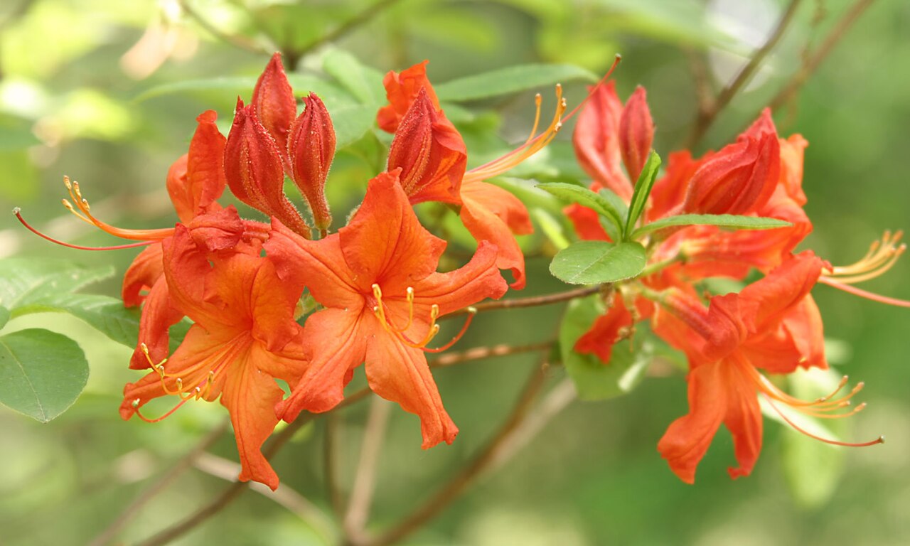 Rhododendron molle, Chinese azalea — upright deciduous (Ericaceae) (image 10 of 10)