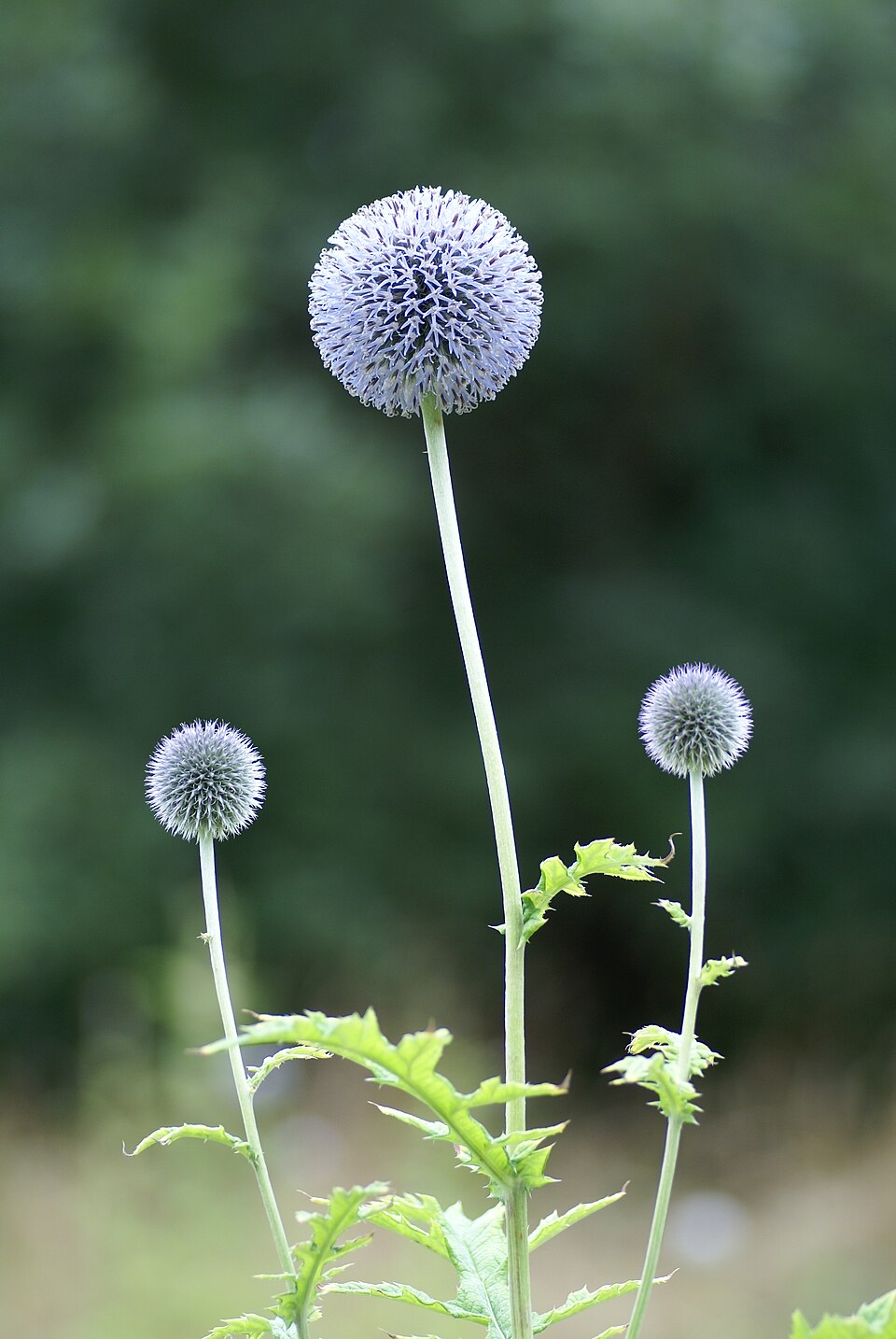 Echinops exaltatus (Russian Globe Thistle) (alternate view 6)