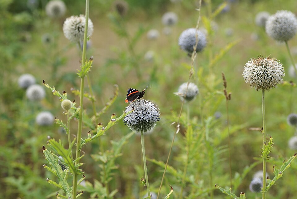 Echinops exaltatus (Russian Globe Thistle) (alternate view 8)