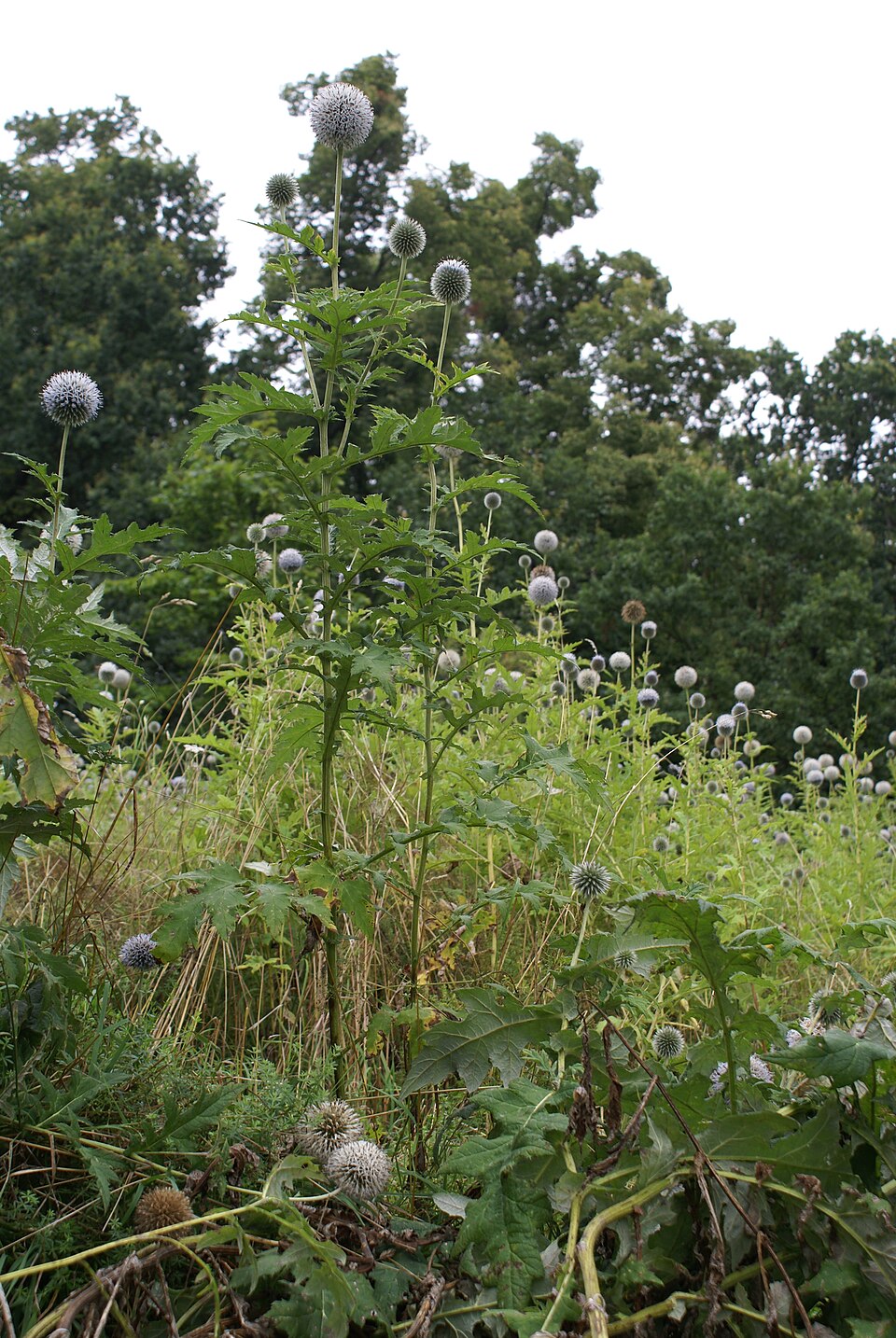 Echinops exaltatus (Russian Globe Thistle) (alternate view 9)