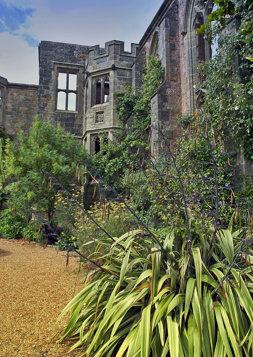 Phormium (New Zealand flaxes)