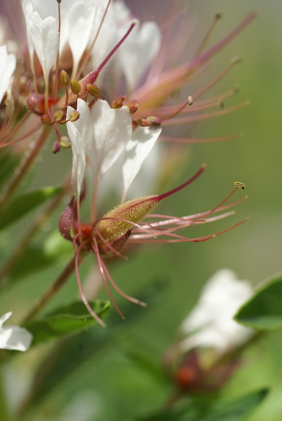 Polanisia dodecandra (redwhisker clammyweed) (alternate view 4)
