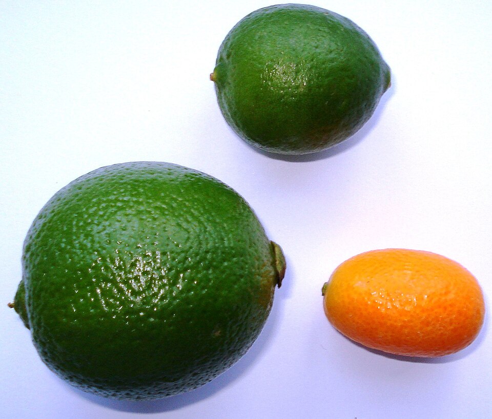 Citrus × floridana (Limequat) (alternate view 4)