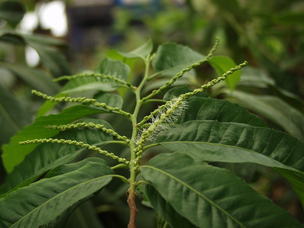 Castanea crenata, Japanese chestnut — spreading deciduous (Fagaceae) (image 9 of 10)