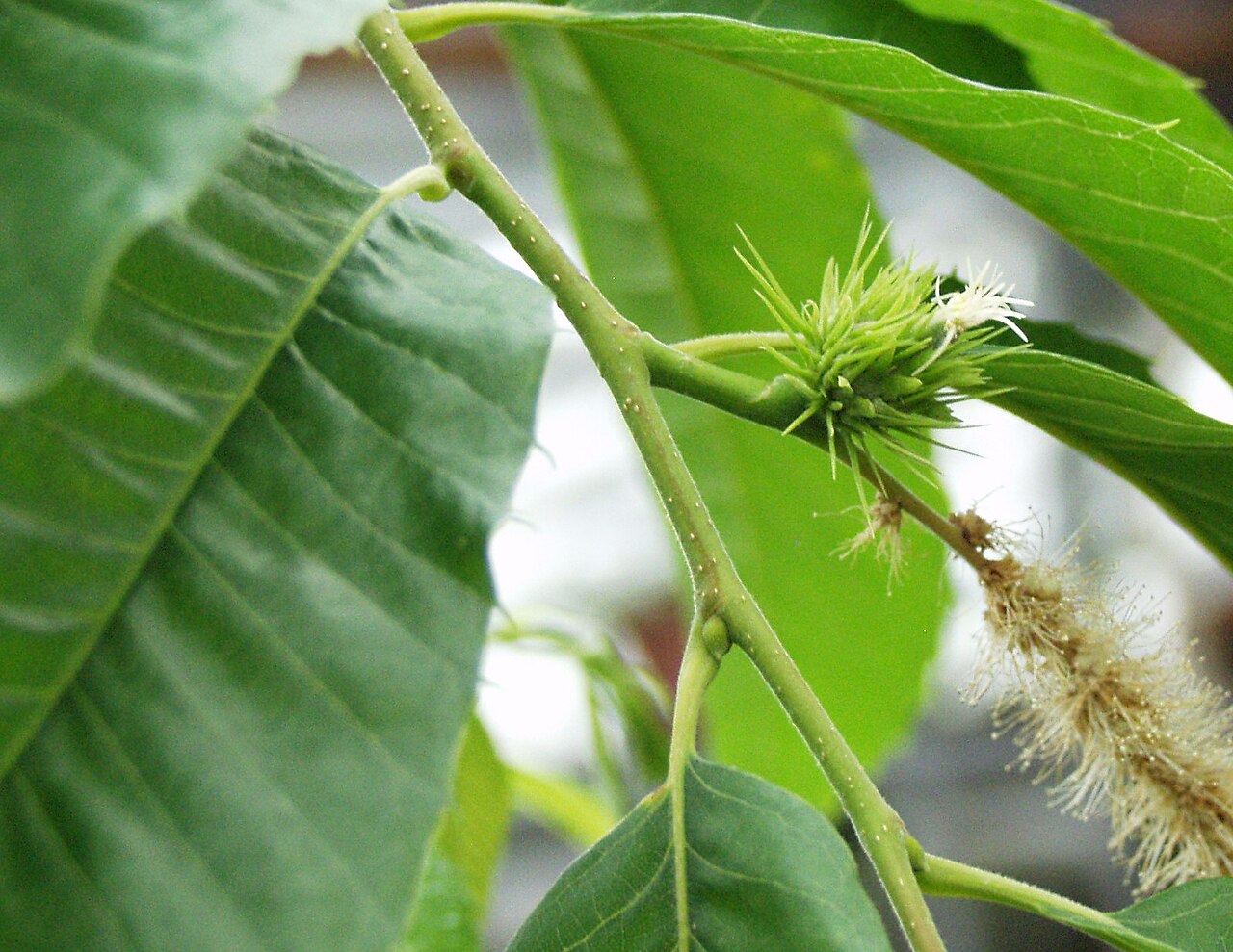 Castanea crenata, Japanese chestnut — spreading deciduous (Fagaceae) (image 10 of 10)