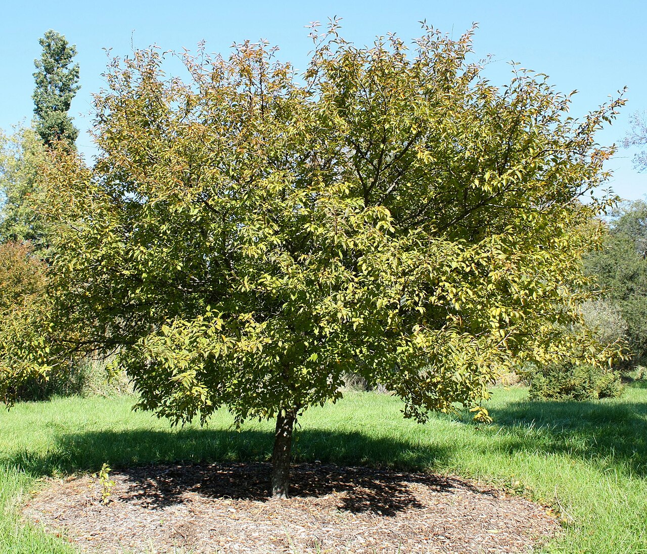 Prunus incisa, Fuji cherry — spreading deciduous (Rosaceae) (image 8 of 10)