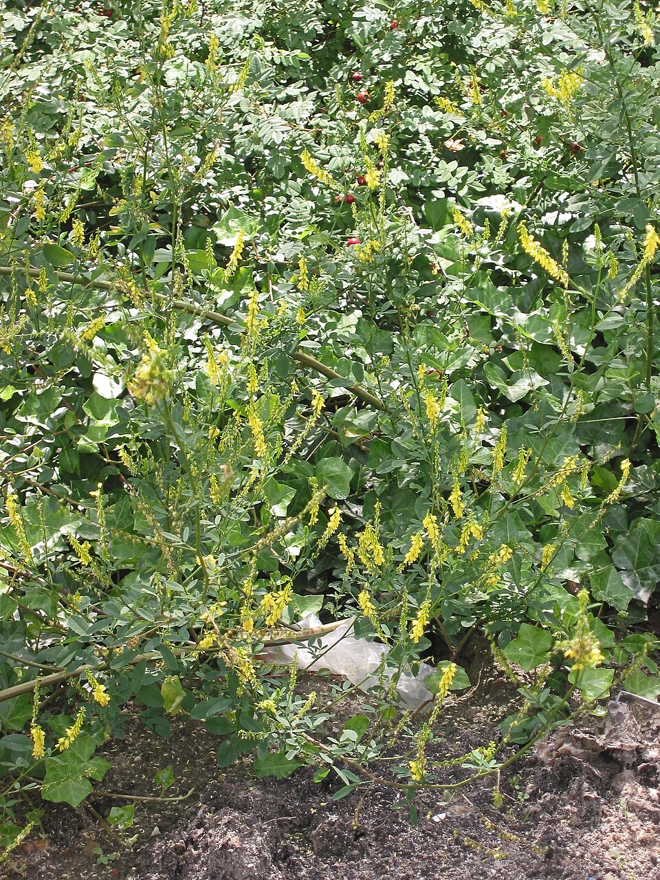 Melilotus officinalis (Yellow Sweetclover)