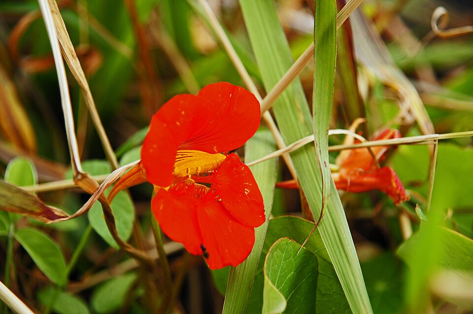 Tropaeolum majus (garden nasturtium)