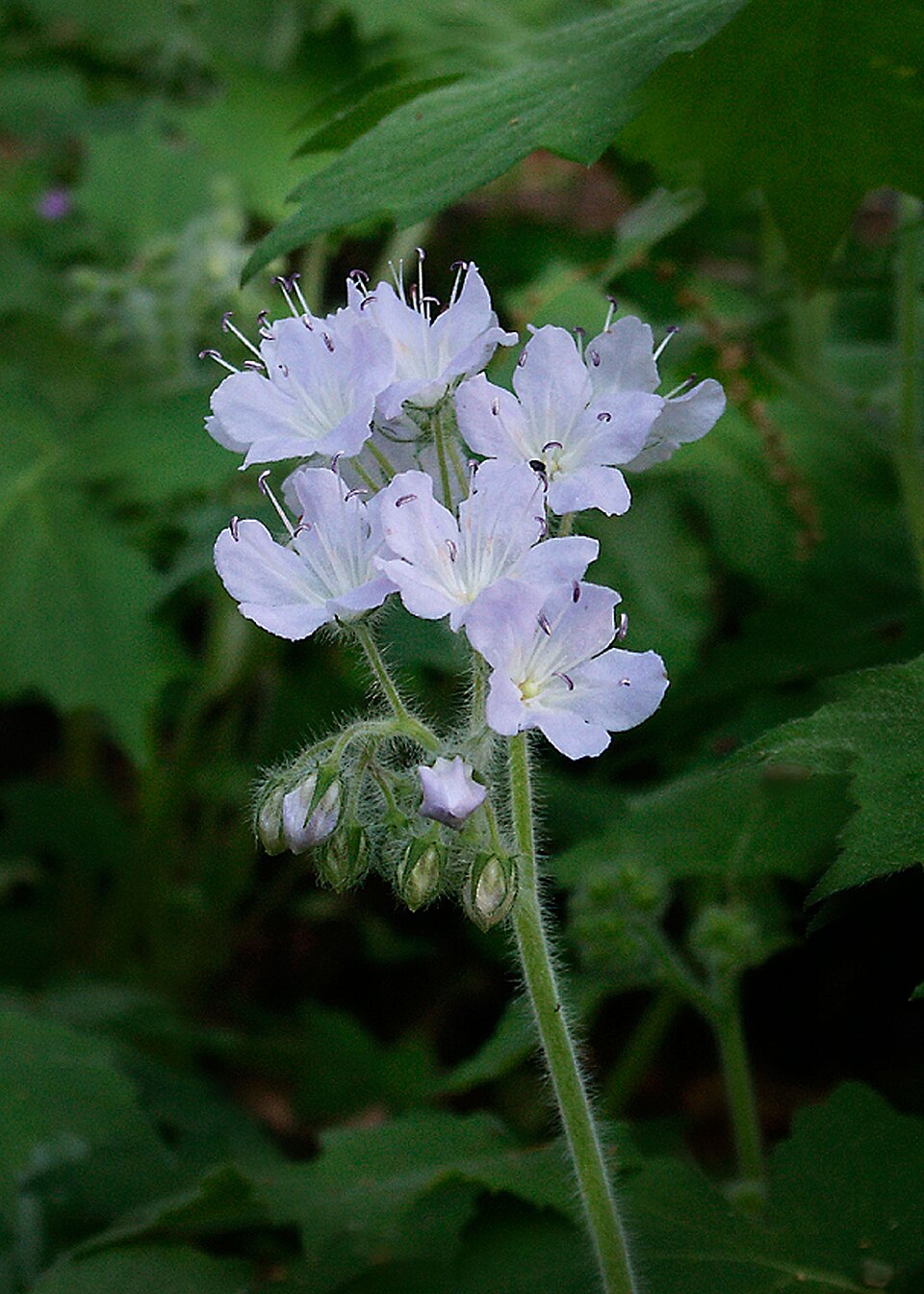 Phacelia bipinnatifida (Purple Phacelia) (alternate view 9)