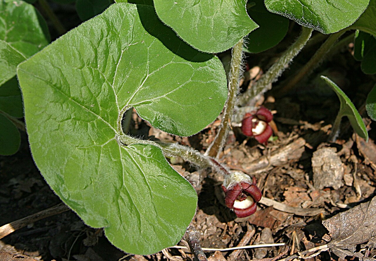 Asarum canadense, Canadian wild ginger — spreading deciduous (Aristolochiaceae) (image 3 of 10)