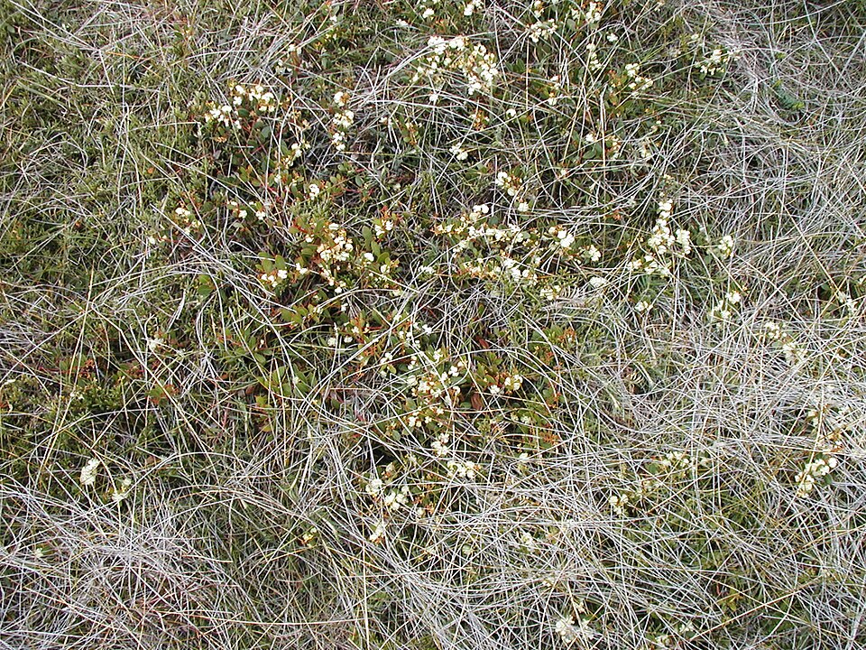 Acacia myrtifolia (Myrtle Wattle) (alternate view 2)