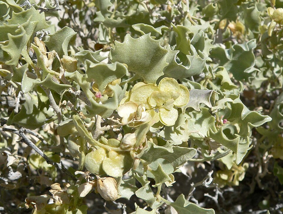 Atriplex hymenelytra (Desert Holly) (alternate view 2)