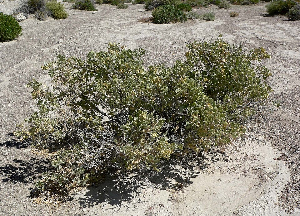 Atriplex hymenelytra (Desert Holly) (alternate view 3)